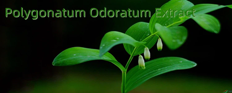 Polygonatum Odoratum Extract price.png